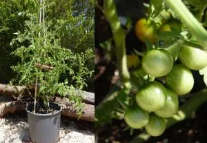 выращивание томатов в контейнерах