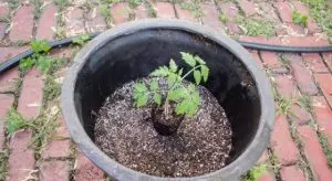 высадка рассады томатов в горшок | vysadka rassady tomatov v gorshok 300x164