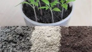 как приготовить почву для рассады томатов