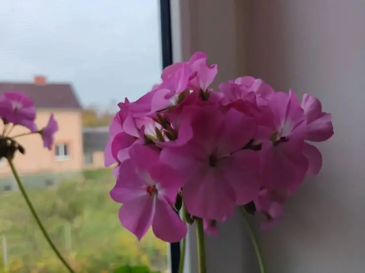 цветок пеларгонии