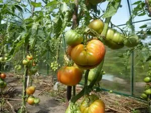 помидоры зреют на кусте