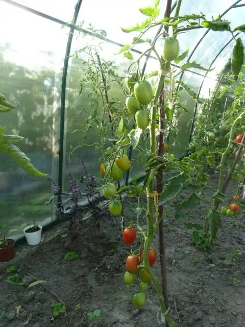 томат сорта де барао