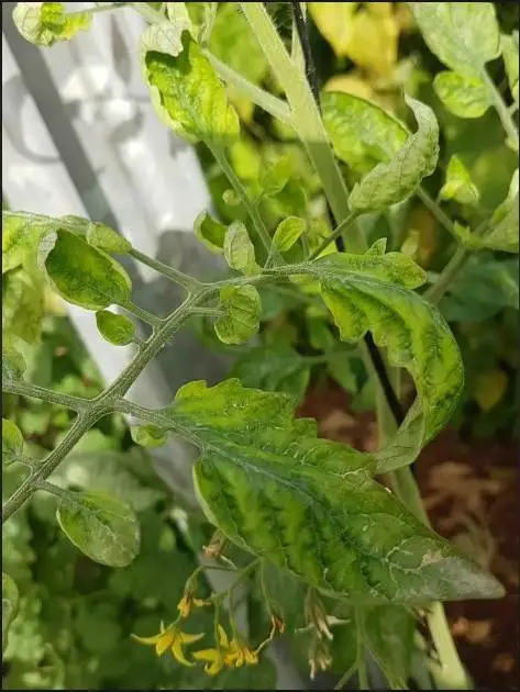 вирусное заболевание листьев томатов