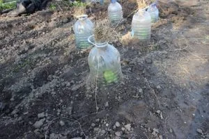 огурцы растут под бутылками