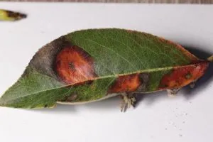 лист груши повреждённый ржавчиной