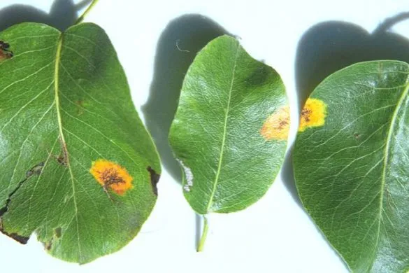 симптомы ржавчины на листве груши