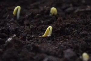 семена огурца прорастают