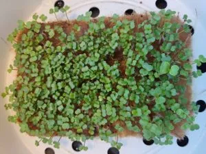 брокколи растёт на джутовом коврике