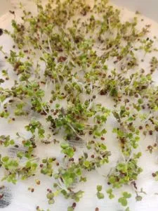брокколи микрозелень на марле