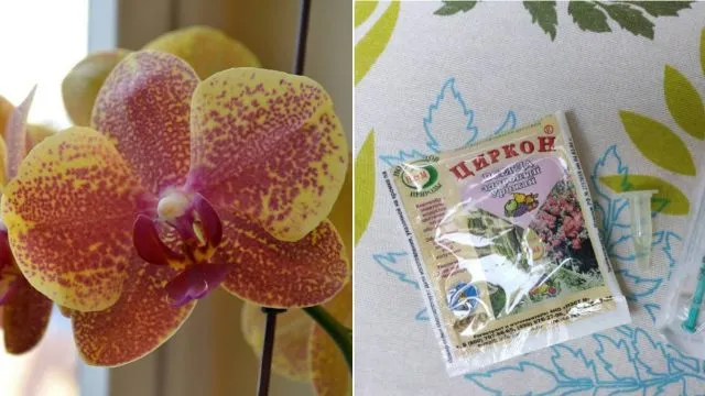 Циркон для орхидей