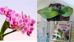 Циркон для орхидей применение