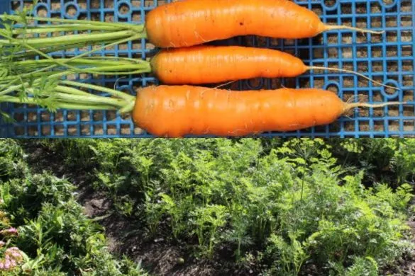 грядка с морковью