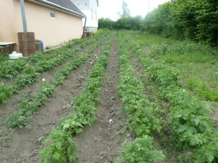 картофельное поле