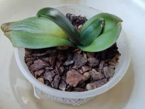 полив орхидеи Цирконом