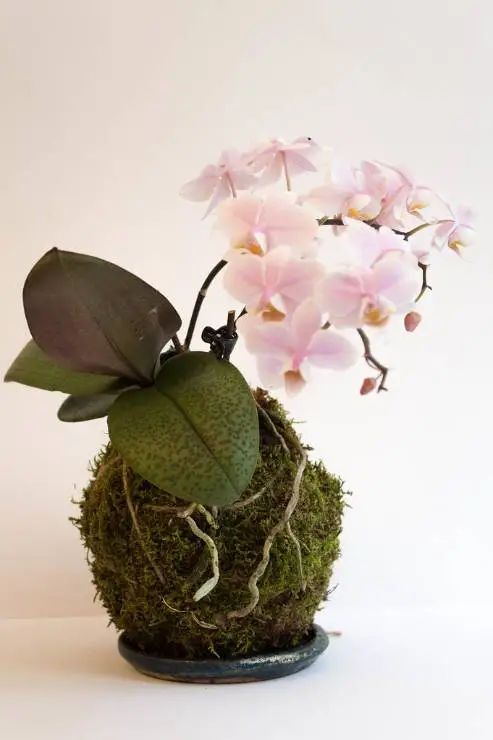 орхидея в необычном горшке