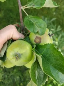 парша на плодах яблони