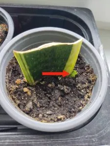 выращивание щучьего хвоста из листа