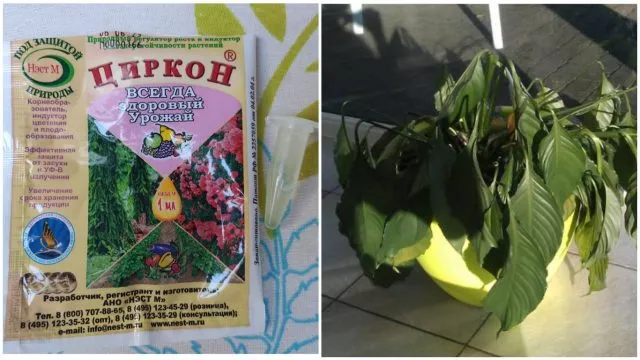 Циркон для спасения домашних цветов