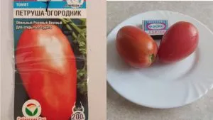 томат петруша огородник описание отзывы