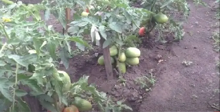 томат Петруша огородник в открытом грунте