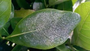 личинки и взрослая белокрылка на листе