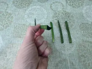 обработка срезов черенков зелёнкой