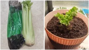 выращивание черешкового сельдерея в домашних условиях