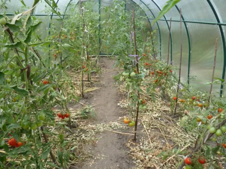 томаты под мульчей в теплице