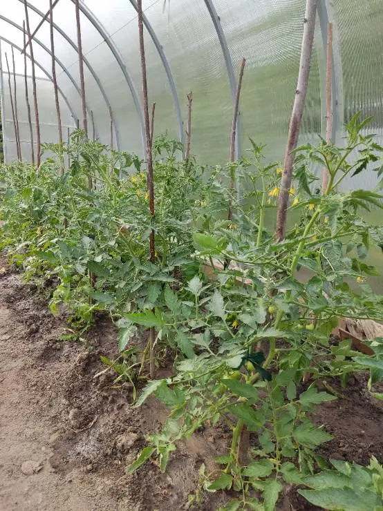 томаты растут в теплице
